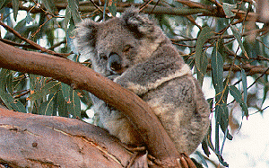 Koala