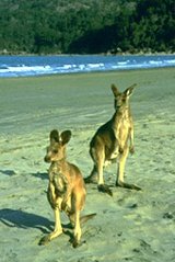 Kangaroos